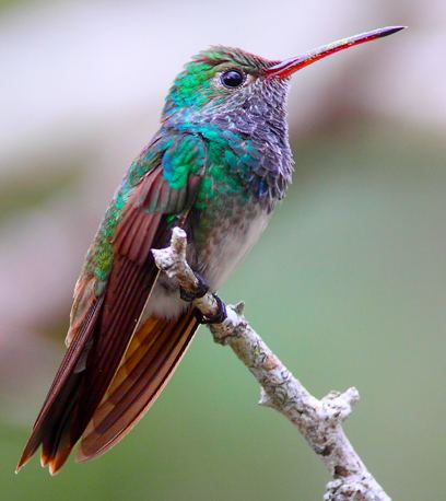 Honduran emerald US Fish and Wildlife Service Proposes to List Hummingbird as