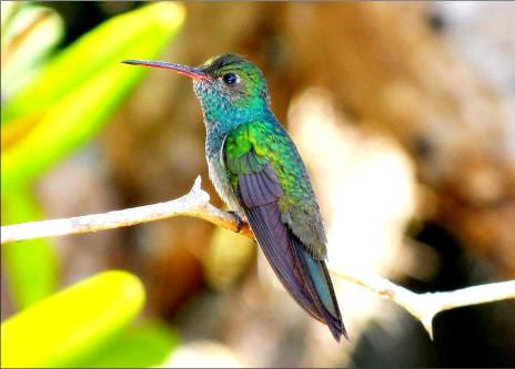 Honduran emerald Photo Gallery Honduran Emerald Hummingbird