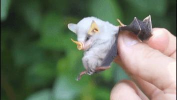 Honduran white bat Honduran White Bat GIFs Find amp Share on GIPHY