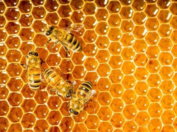 Honey 9 Surprising Benefits of Honey Organic Facts