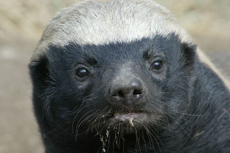 Honey badger The African Honey Badger world39s most fearless animal