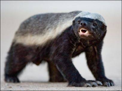 Honey badger Badass of the Week Honey Badger Ratel