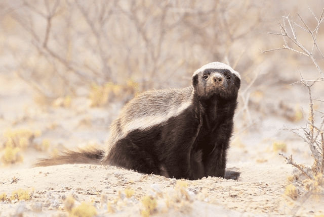 Honey badger 11 Fierce Facts About the Honey Badger Mental Floss