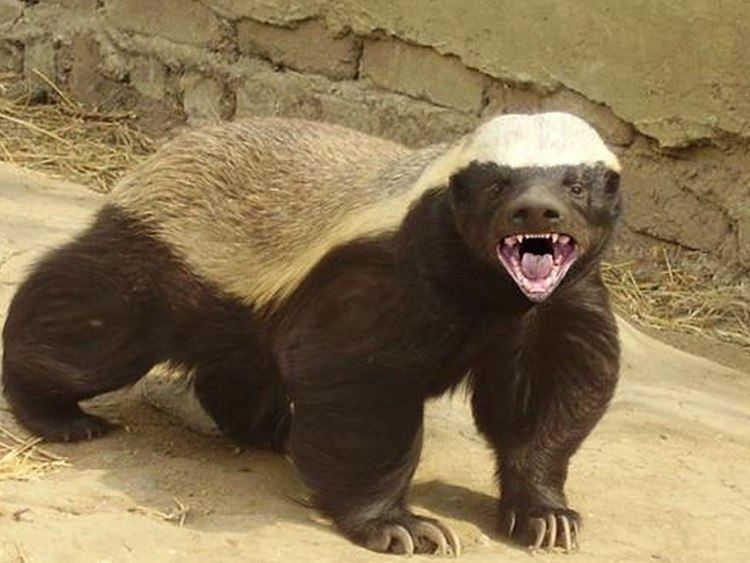 Honey badger httpsiytimgcomvix9Jr9JKpsX8maxresdefaultjpg