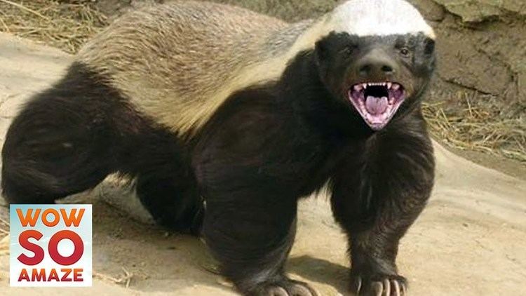 Honey badger 10 Things You Didn39t Know About The Honey Badger YouTube