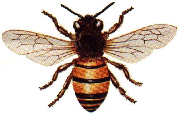 Honey bee HONEY BEE