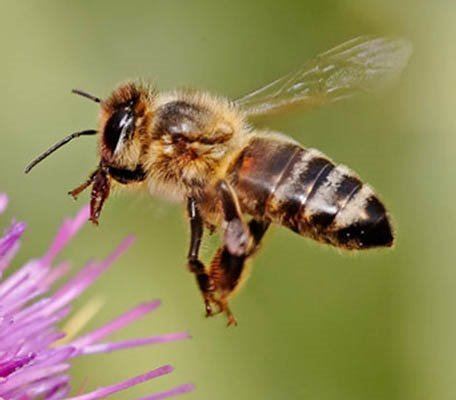 Honey bee HONEY BEE