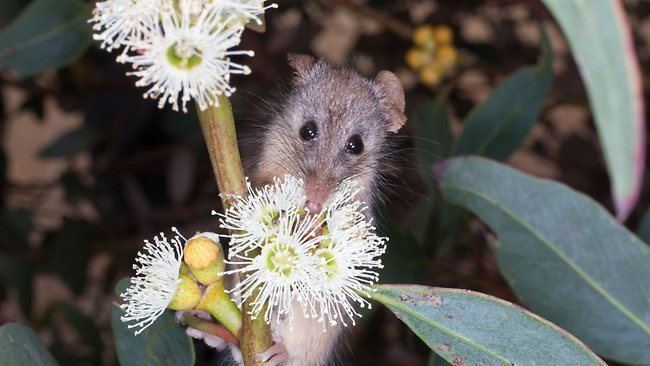 Honey possum Honey Possum Tarsipes rostratus Our Wild World