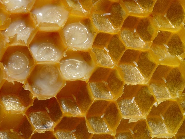 Honeycomb Honeycomb Wikipedia