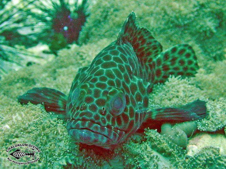 Honeycomb grouper Honeycomb Grouper Epinephelus merra Chaloklum Diving Koh