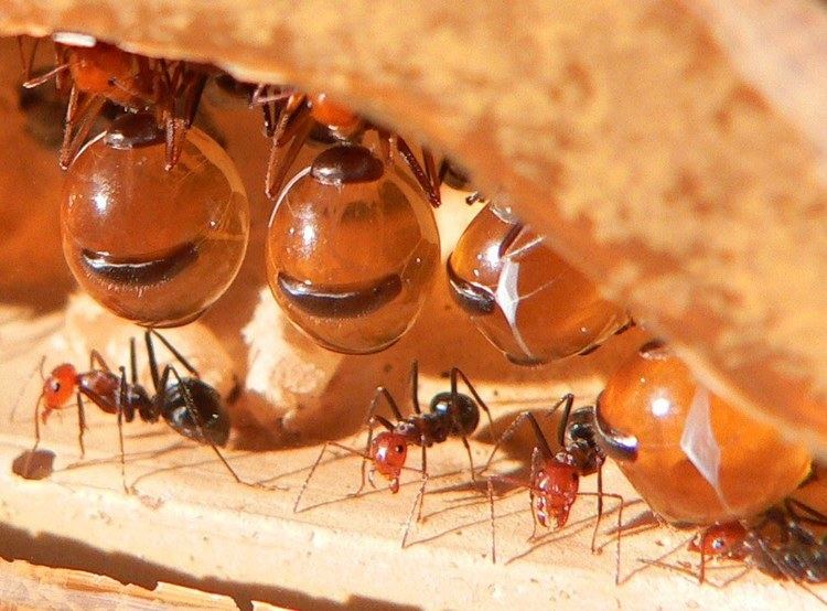 Honeypot ant - Alchetron, The Free Social Encyclopedia