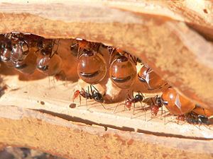 Honeypot ant Honeypot ant Wikipedia