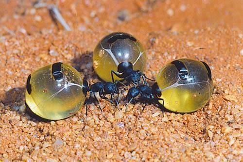 Honeypot ant Honeypot Ant