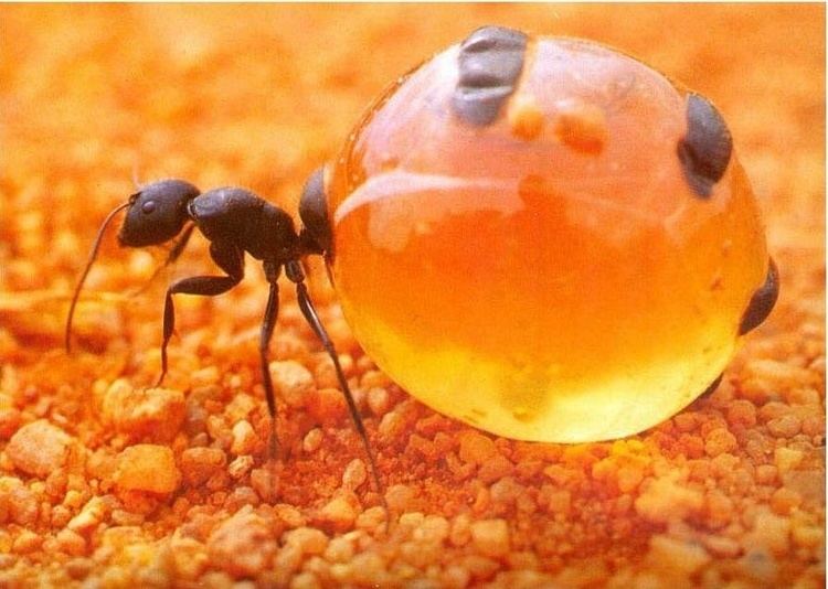 Honeypot ant Honeypot Ants Live food storage units Strange Animals