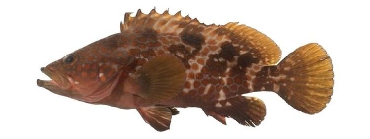 Hong Kong grouper Many Grouper Species Facing Extinction but are still On The Menu in