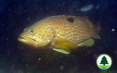 Hong Kong grouper AFCD Hong Kong Corals amp the Associated Marine Life