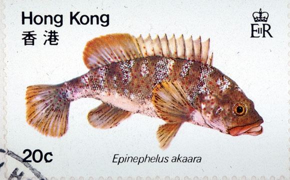 Hong Kong grouper Porcupine 34 Miscellany Environmentally friendly mariculture