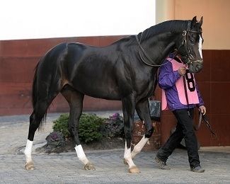 Honor Code (horse) 1000 images about Honor Code on Pinterest Land39s end Horse