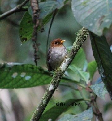 Hooded antpitta Surfbirds Online Photo Gallery Search Results