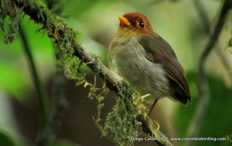 Hooded antpitta Surfbirds Online Photo Gallery Search Results
