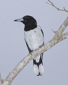 Hooded butcherbird httpsuploadwikimediaorgwikipediacommonsthu