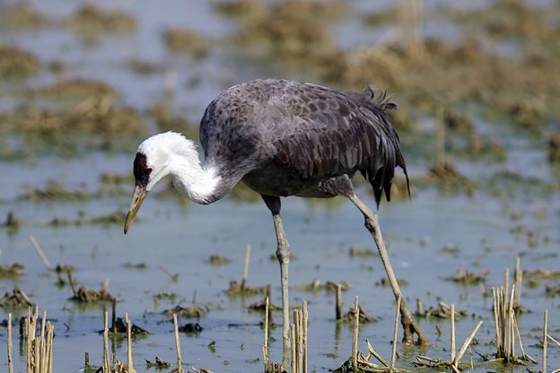 Hooded crane 1000 images about Hooded Cranes on Pinterest Tennessee Trips and