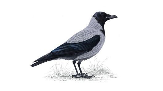 Hooded crow The RSPB Hooded crow