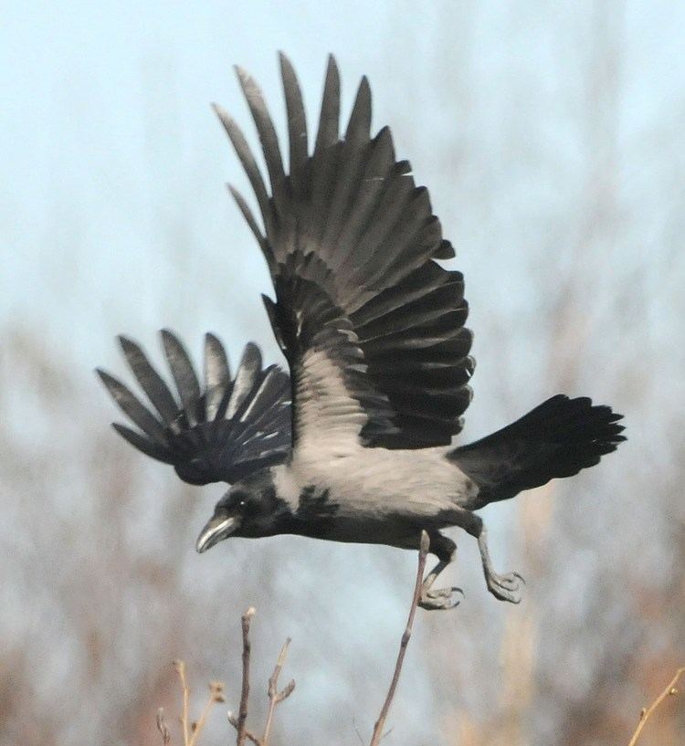 Hooded crow Hooded Crow