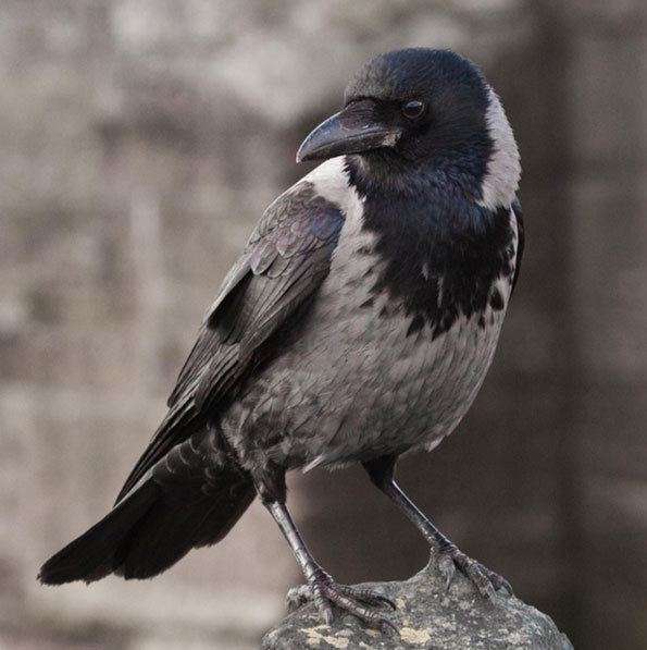 Hooded crow BBC Nature UK Autumnwatch Unsprung round up