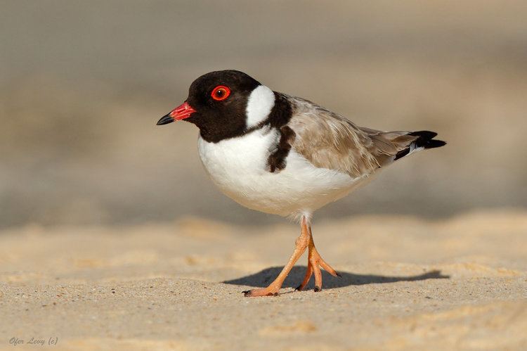 Hooded dotterel Hooded Plover Thinornis Charadrius rubricollis