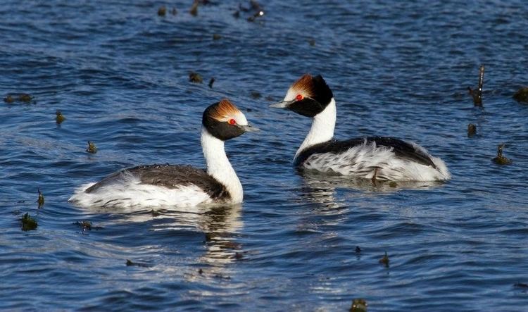 Hooded grebe Hooded Grebe Appeal Action on breeding grounds already delivering