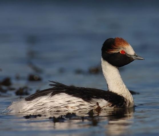Hooded grebe Appeal launched for Patagonian grebe BirdLife