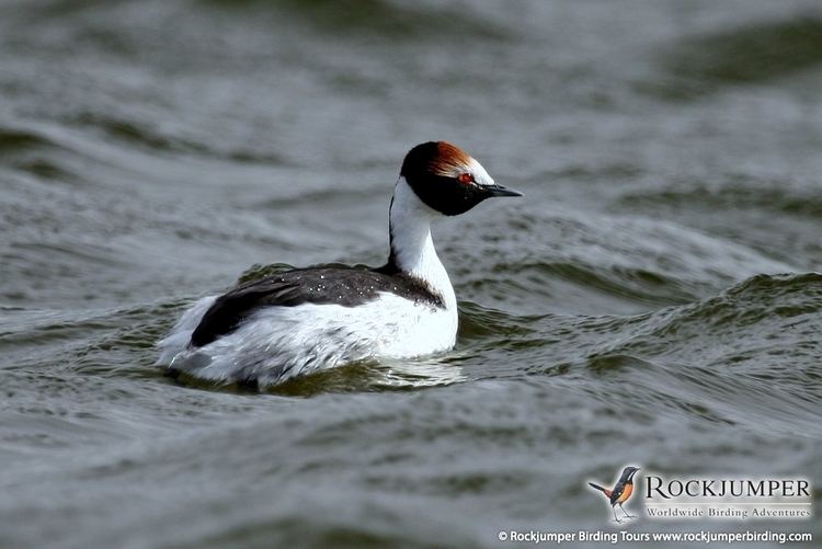 Hooded grebe Exotic Grebes of Argentina Tour 6 days 2016 Top Birding Tours