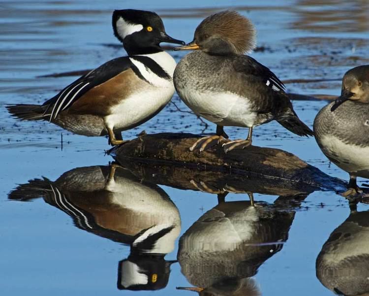 Hooded merganser d2fbmjy3x0sduacloudfrontnetsitesdefaultfiles