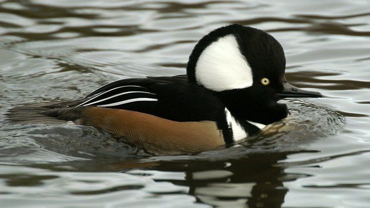 Hooded merganser Hooded merganser Wikipedia