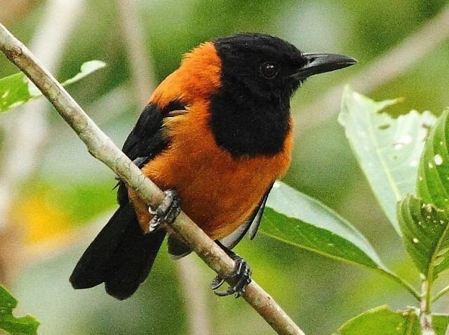 Hooded pitohui 5 Interesting Facts About Hooded Pitohuis Hayden39s Animal Facts