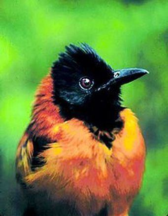 Hooded pitohui Aquarium of the Pacific Online Learning Center Hooded Pituhoi