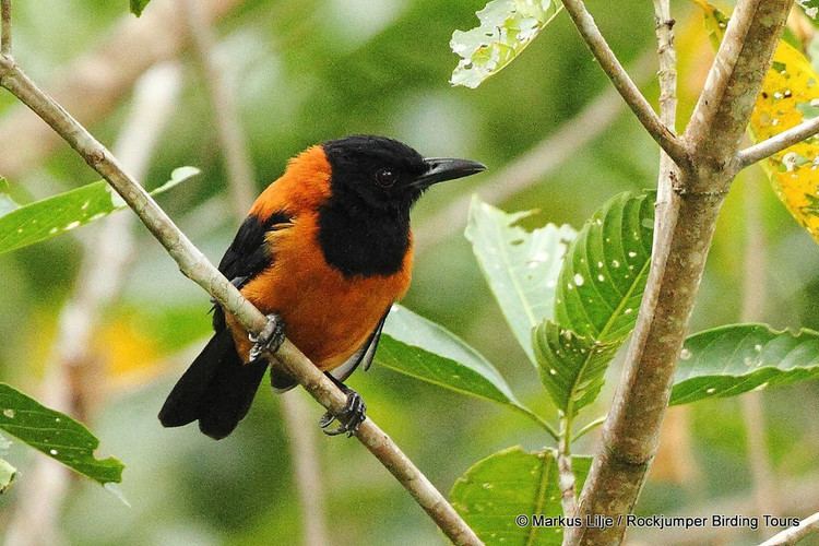 Hooded pitohui 5 Interesting Facts About Hooded Pitohuis Hayden39s Animal Facts