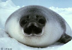 Hooded seal Hooded Seals Cystophora cristata MarineBioorg