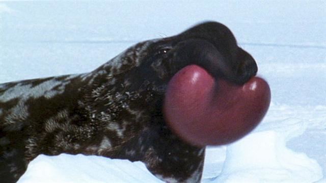 Hooded seal World39s Weirdest Hooded Seal