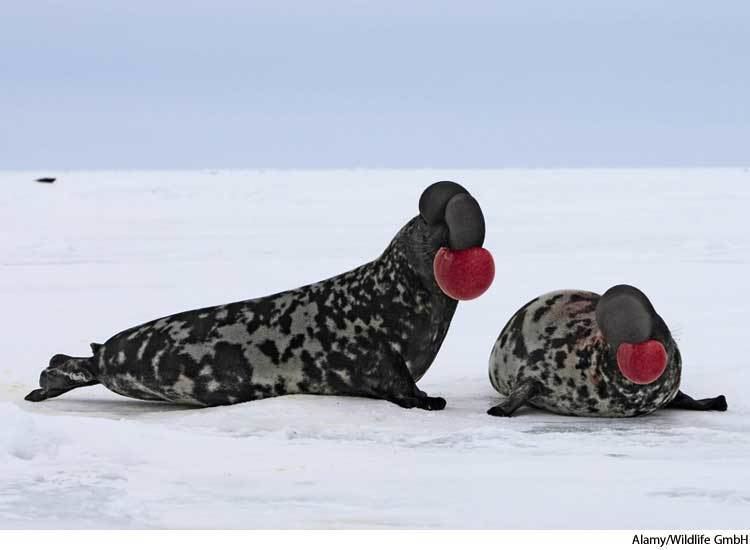 Hooded seal Hooded Seal Facts History Useful Information and Amazing Pictures