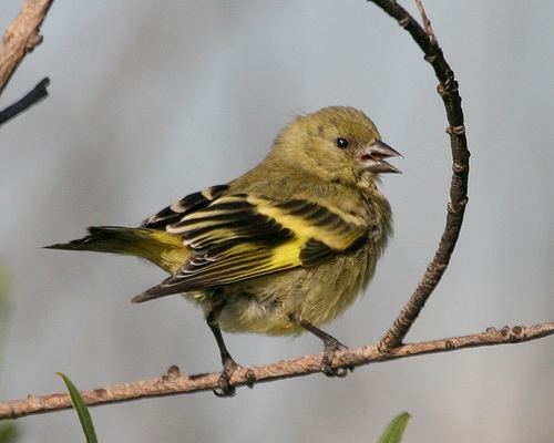 Hooded siskin Hooded siskin Graphics and Animated Gifs