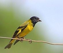 Hooded siskin httpsuploadwikimediaorgwikipediacommonsthu