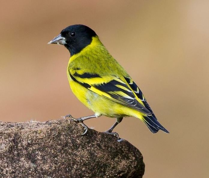 Hooded siskin Birds of the World Hooded siskin