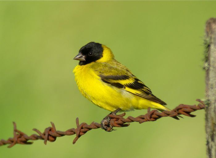 Hooded siskin Hooded Siskin photo andremoncrieff photos at pbasecom