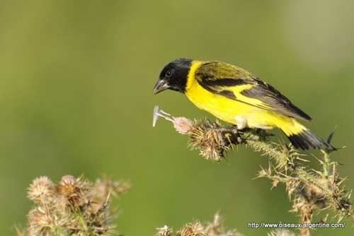 Hooded siskin Hooded Siskin