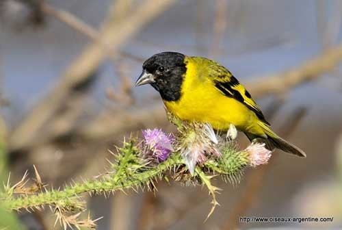 Hooded siskin Hooded Siskin