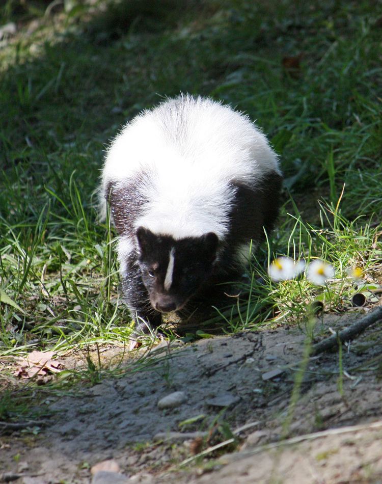 Hooded skunk FileHooded Skunk Gelsenkirchenjpg Wikimedia Commons