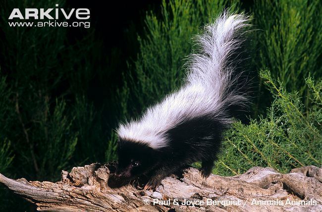 Hooded skunk Hooded skunk videos photos and facts Mephitis macroura ARKive