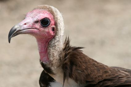 Hooded vulture 16 Things You Might Not Know About Vultures ANNAMITICUS